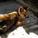 Mykonos Katzen (70)